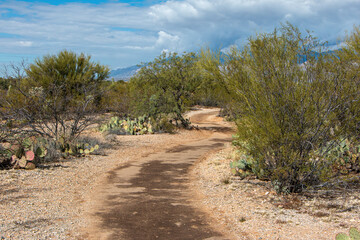 Fototapeta na wymiar A hiking trail in the desert in Saguaro National Park, Arizona, USA.