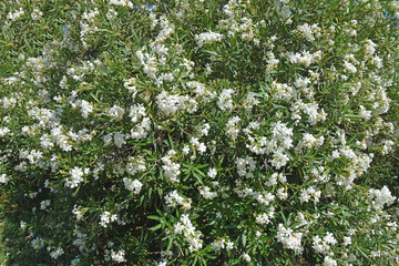 Fleurs blanches de laurier fleur.