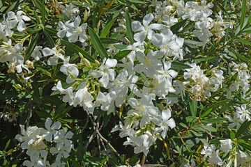 Fleurs blanches de laurier fleur.