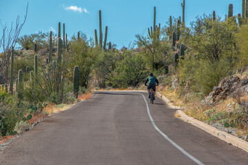 Saguaro cactus along a road with a person on a bicycle in Saguaro National Park, Arizona, USA.
