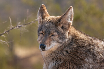A sleepy-eyed coyote in the desert, Tucson, Arizona, USA.