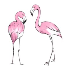 Handdrawn illustration with two pink flamingo in sketch style 