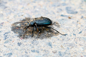 Black beetle walking on the road.