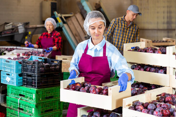 Positive woman farm worker holding wooden crate with sweet organic plums at warehouse
