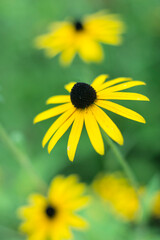 yellow daisy flower