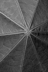 Closeup leaf on black. Nerves on the underside. Abstract. 