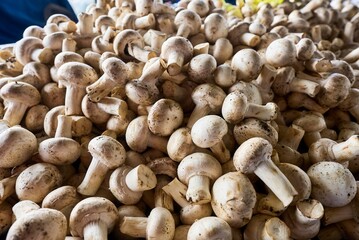 Mushrooms for sale at market store. High quality photo
