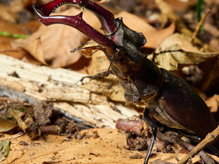 stag beetle on the ground