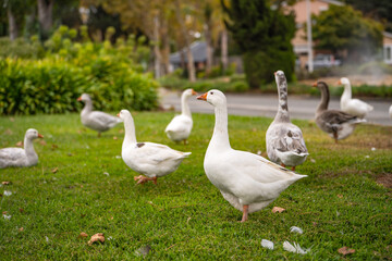 Group of white geese with orange paws and orange beaks on the lawn. 