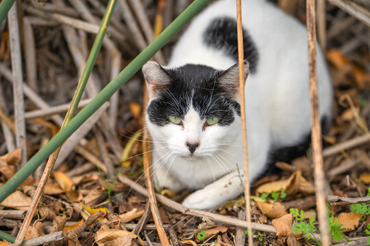A homeless white and black cat with a funny black nose that looks like Adolf Hitler's mustache. 