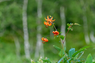白樺とコオニユリ