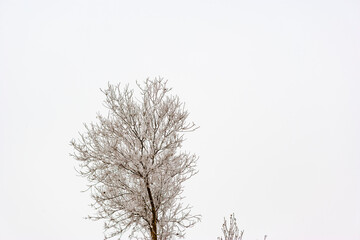 Diversiform Poplar Forest in the winter,  Bachu County, Xinjiang, China