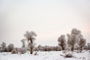 Obraz na płótnie Canvas Diversiform Poplar Forest in the winter, Bachu County, Xinjiang, China