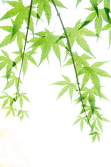 green leaves isolated on white