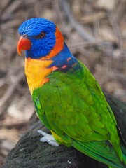 Composed impressive Red-collared Lorikeet with an intense gaze and vivid multi-colored plumage.