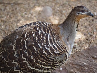 Dynamic vital Malleefowl with soft understated plumage.