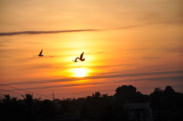 passaro silhueta por do sol, bird silhouette sunset