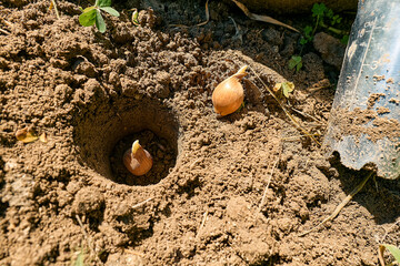 Flower bulb in the hole and garden bulb planting tool on the soil. Autumn or spring home gardening.