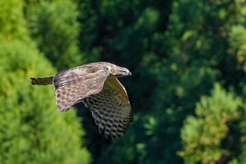グリーンバックに優雅に飛ぶクマタカ幼鳥