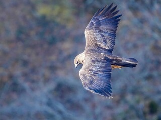 上空から獲物を探して飛ぶイヌワシ