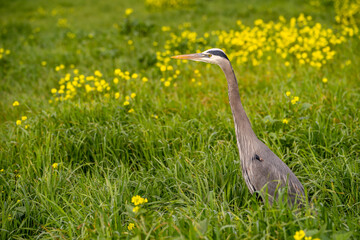 Great blue heron (Ardea cinerea). Great blue heron standing in green grass with yellow flowers.