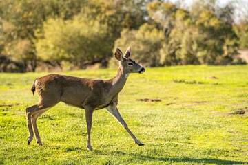 California Mule Deer (Odocoileus hemionus californicus) runs across the field. Beautiful deer in its natural habitat.