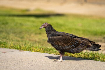 Turkey vulture (Cathartes aura) stands on a path in the park. 