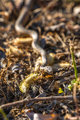 Young Pacific gopher snake (Pituophis catenifer catenifer) slithers on the ground.