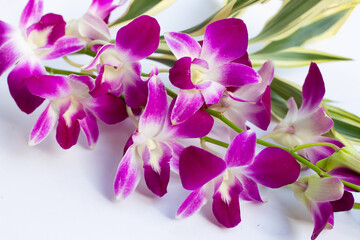 Fototapeta na wymiar Bouquet beautiful purple orchid flowers on white background