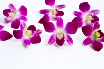 Beautiful purple orchid flowers on white background.