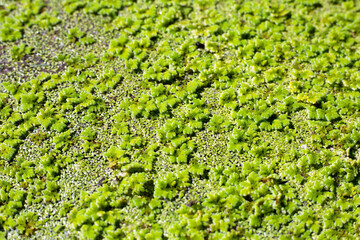 Green mosquito fern or water fern