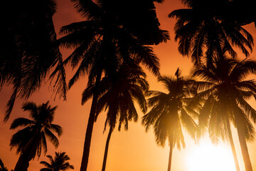 Palm trees silhouette and sunset sky