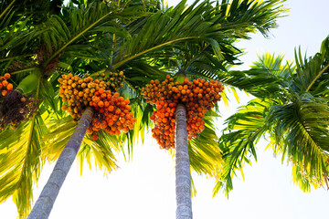 Betel nut, Tropical palm tree