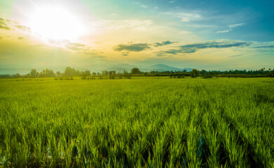 Beautiful sunrise in rice field
