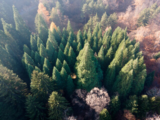 Fototapeta na wymiar Aerial view of Old Sequoia forest, Bulgaria
