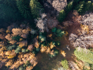 Aerial view of Old Sequoia forest, Bulgaria