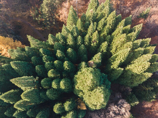 Aerial view of Old Sequoia forest, Bulgaria