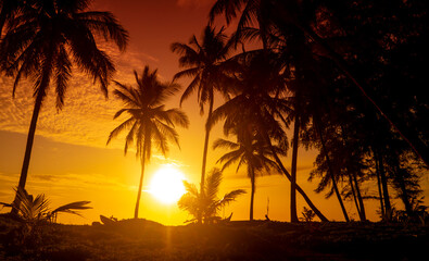 Tropical sunset panorama with coconut trees