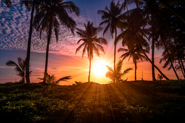 Obraz na płótnie Canvas Tropical sunset panorama with coconut trees