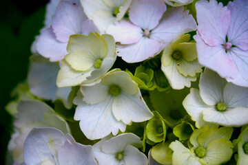 Hydrangea Bloom