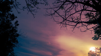 Fototapeta premium Evening sky nature background with tree branches silhouette