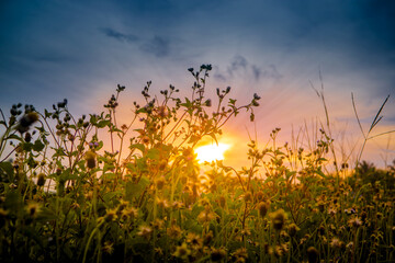 Obraz premium Colorful sunset background with grass in silhouette