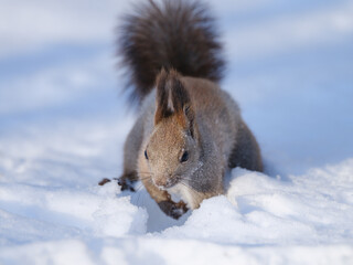 雪の上のエゾリス