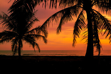 Silhouette shot of coconut trees in tropical beach sunset