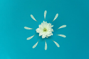 Isolated chamomile plant with white petals on a blue background. Flat lay. View from above