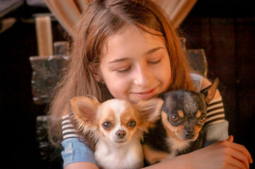 Teenage girl with two chihuahua dogs. Girl with white and black dog.