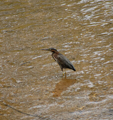 Heron in River Maryland Waterfowl