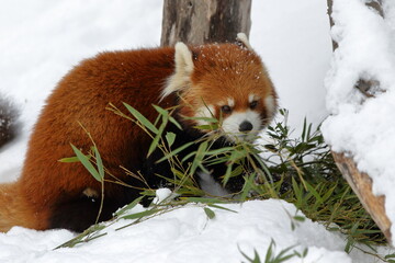 冬の動物園の動物たち