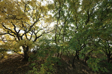 The bodhi tree in autumn