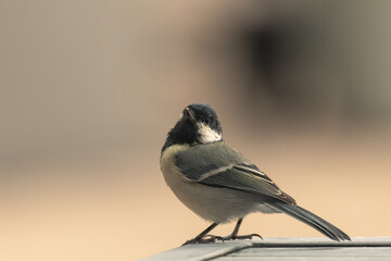 Mésange charbonnière posée sur une table de jardin © Thierry